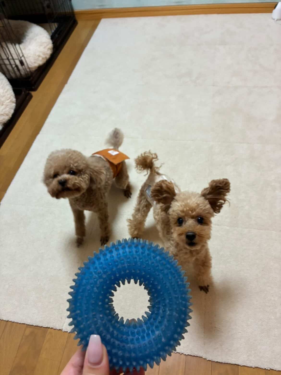 おもちゃで遊ぶ