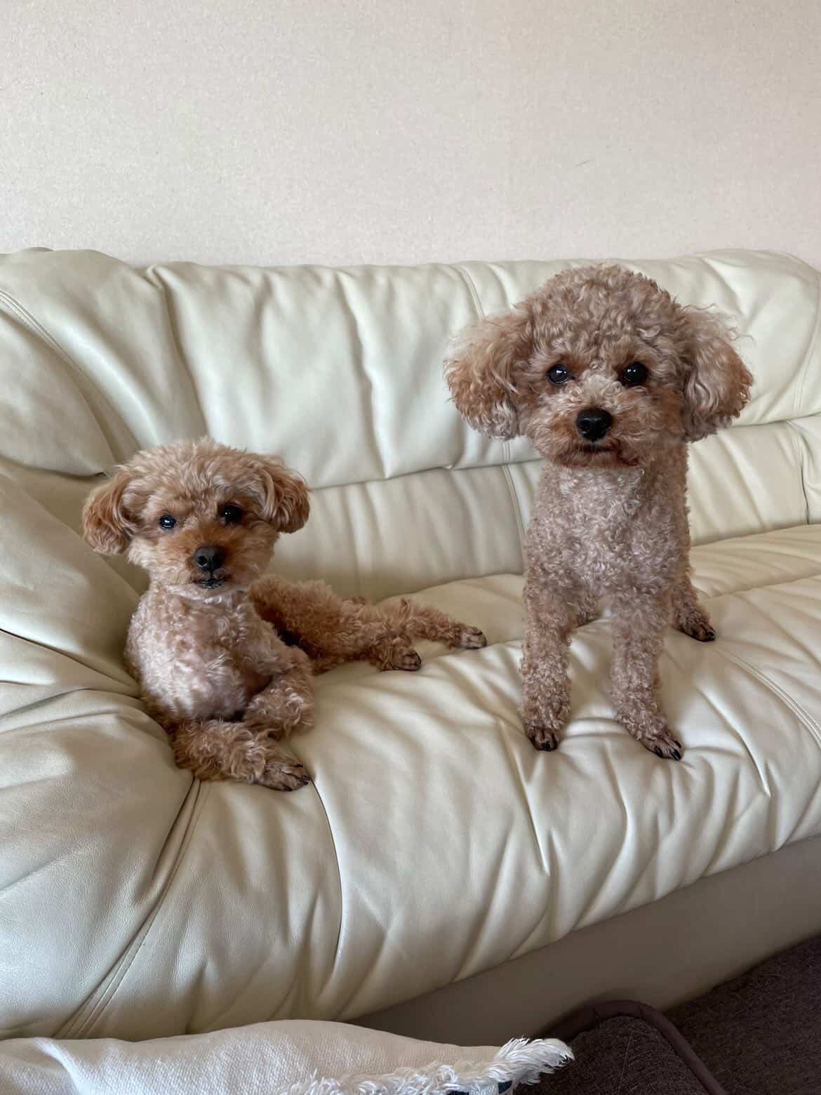 SOL DOGでくつろぐわんちゃんたち