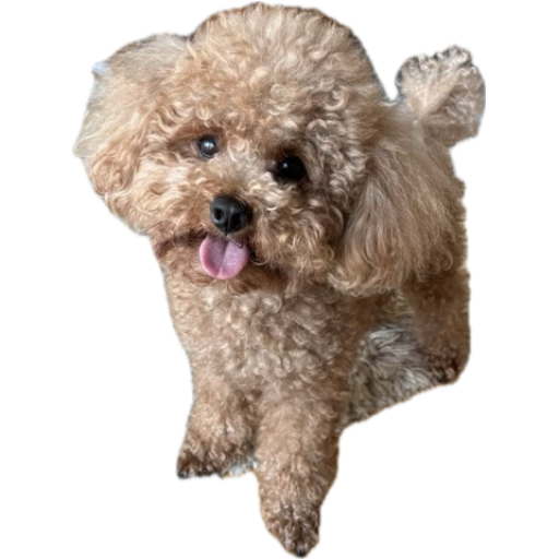 SOL DOGのわんちゃん