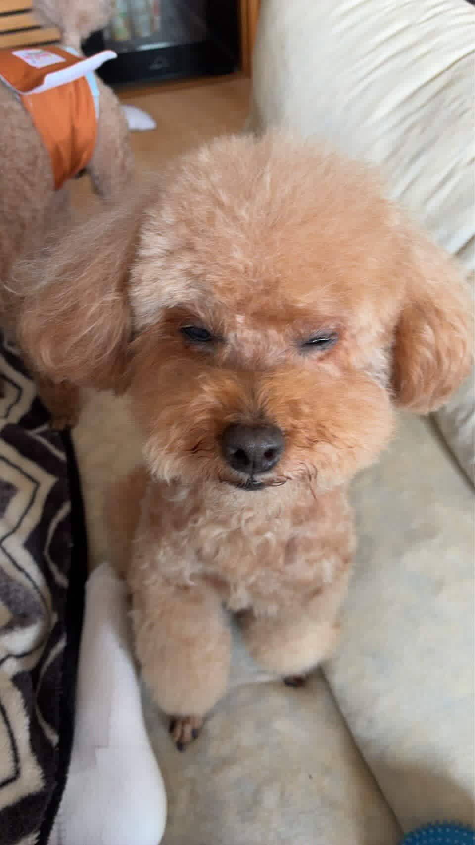 お泊まりのわんちゃん