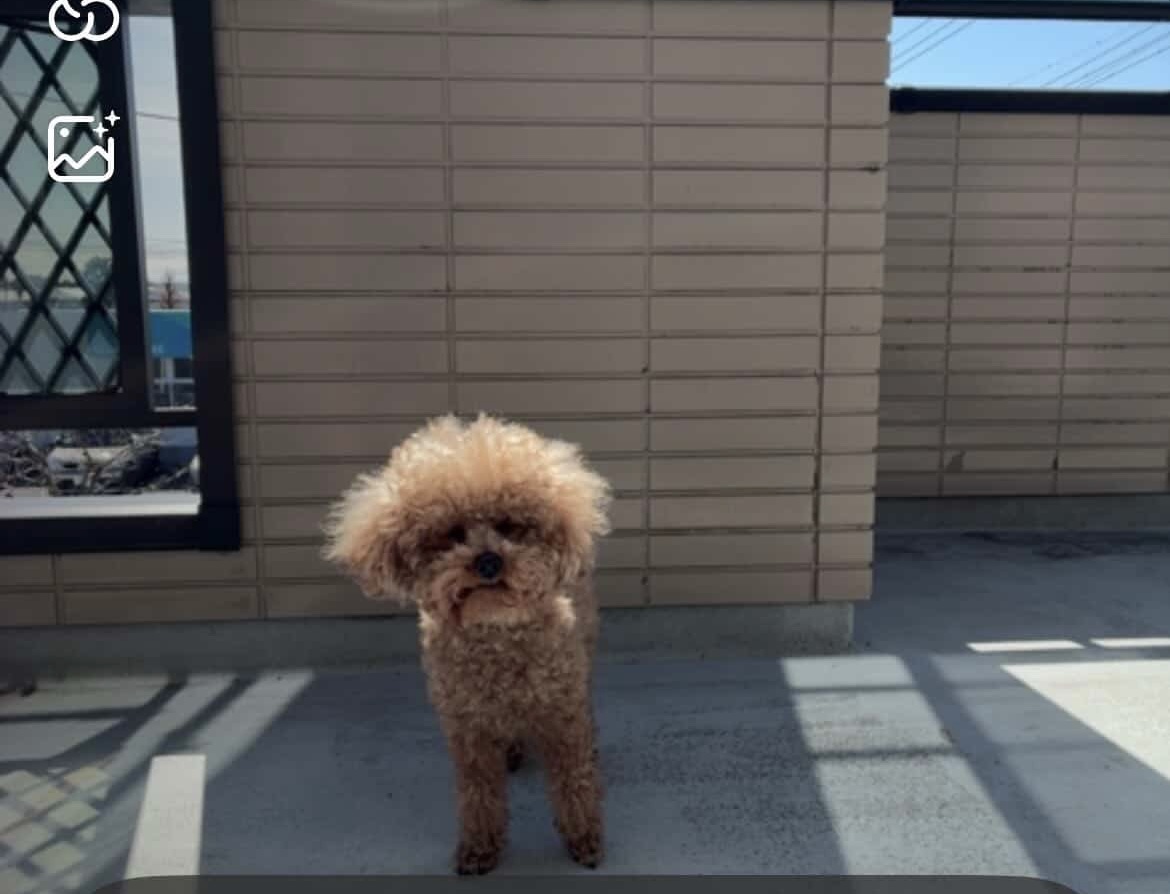 かわいいわんちゃん